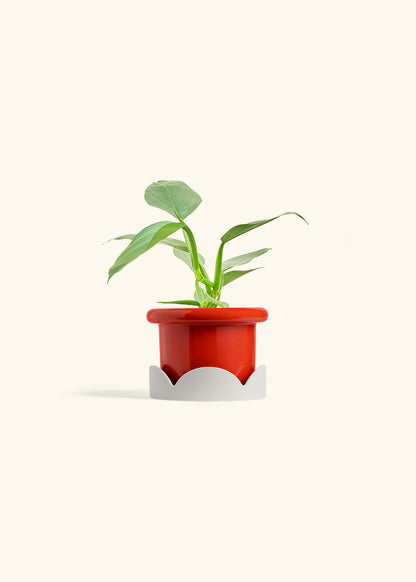 Philodendron Silver Sword in a 4 inches Fat Lip Red Planter in a Oat Petal Drip Tray