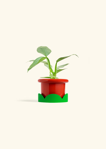 Philodendron Silver Sword in a 4 inches Fat Lip Red Planter in a Shamrock Petal Drip Tray