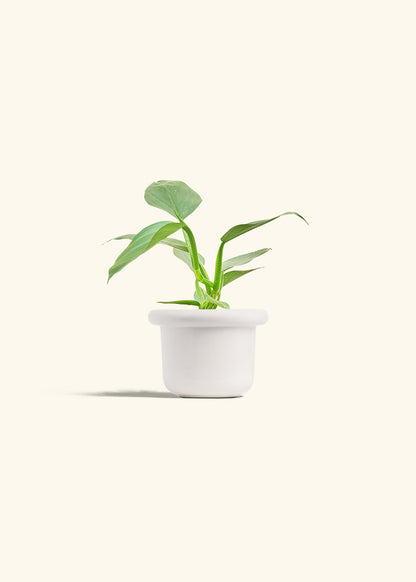Philodendron Silver Sword in a 4 inches Fat Lip White Planter 