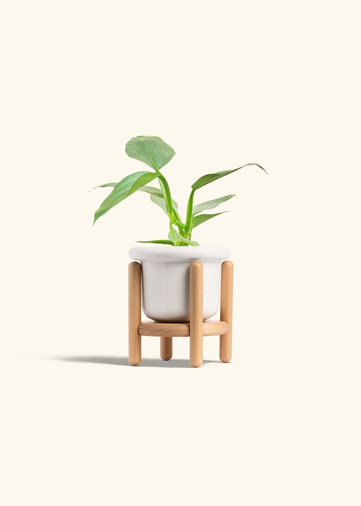 Philodendron Silver Sword in a 4 inches Fat Lip White Planter in a Beech Wood Stand