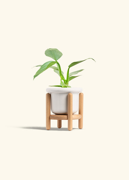 Philodendron Silver Sword in a 4 inches Fat Lip White Planter in a Beech Wood Stand