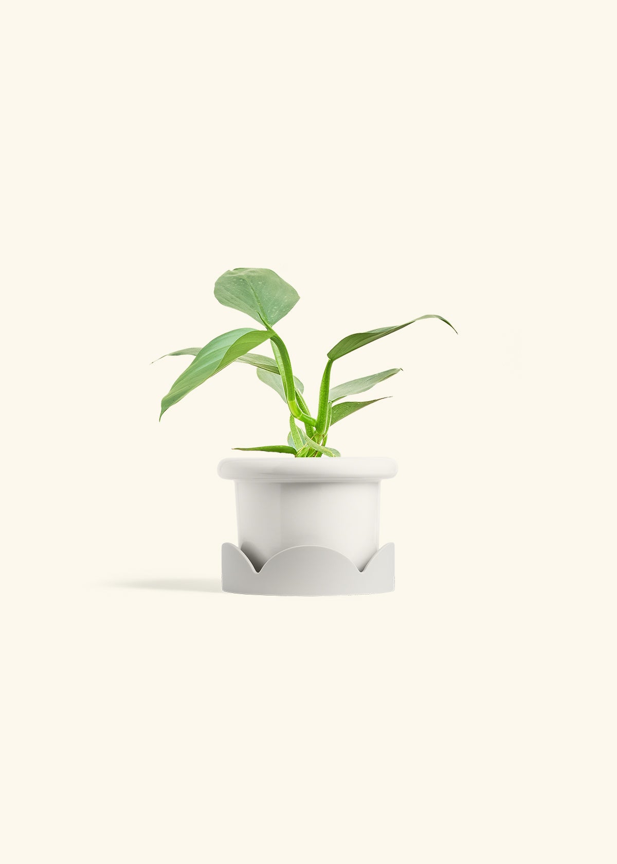Philodendron Silver Sword in a 4 inches Fat Lip White Planter in a Oat Petal Drip Tray