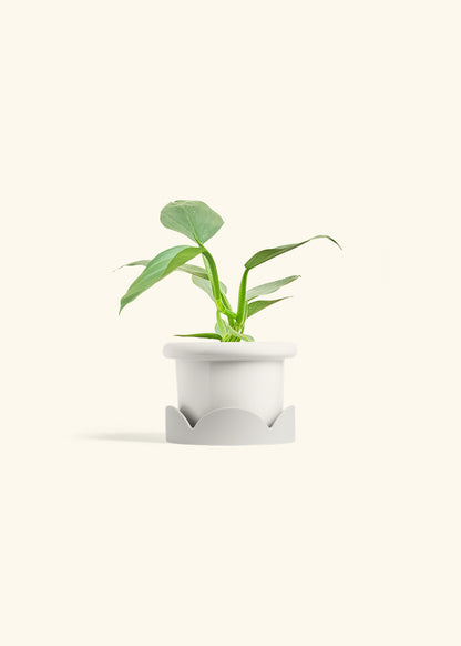 Philodendron Silver Sword in a 4 inches Fat Lip White Planter in a Oat Petal Drip Tray