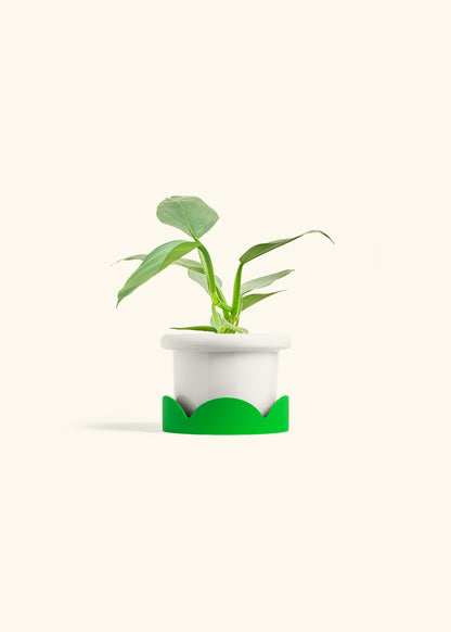 Philodendron Silver Sword in a 4 inches Fat Lip White Planter in a Shamrock Petal Drip Tray