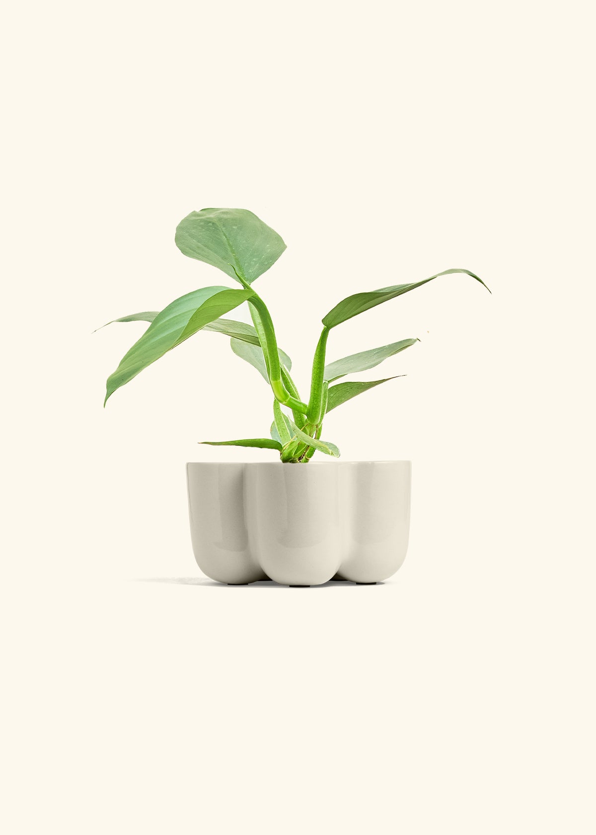 Philodendron Silver Sword in a 4 inches in a Oat Petal Planter