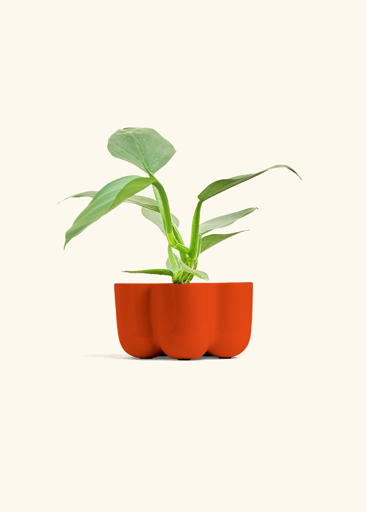 Philodendron Silver Sword in a 4 inches in a Red Petal Planter