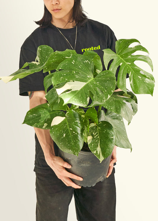 Large Monstera ‘Thai Constellation’ Plant in a grow pot