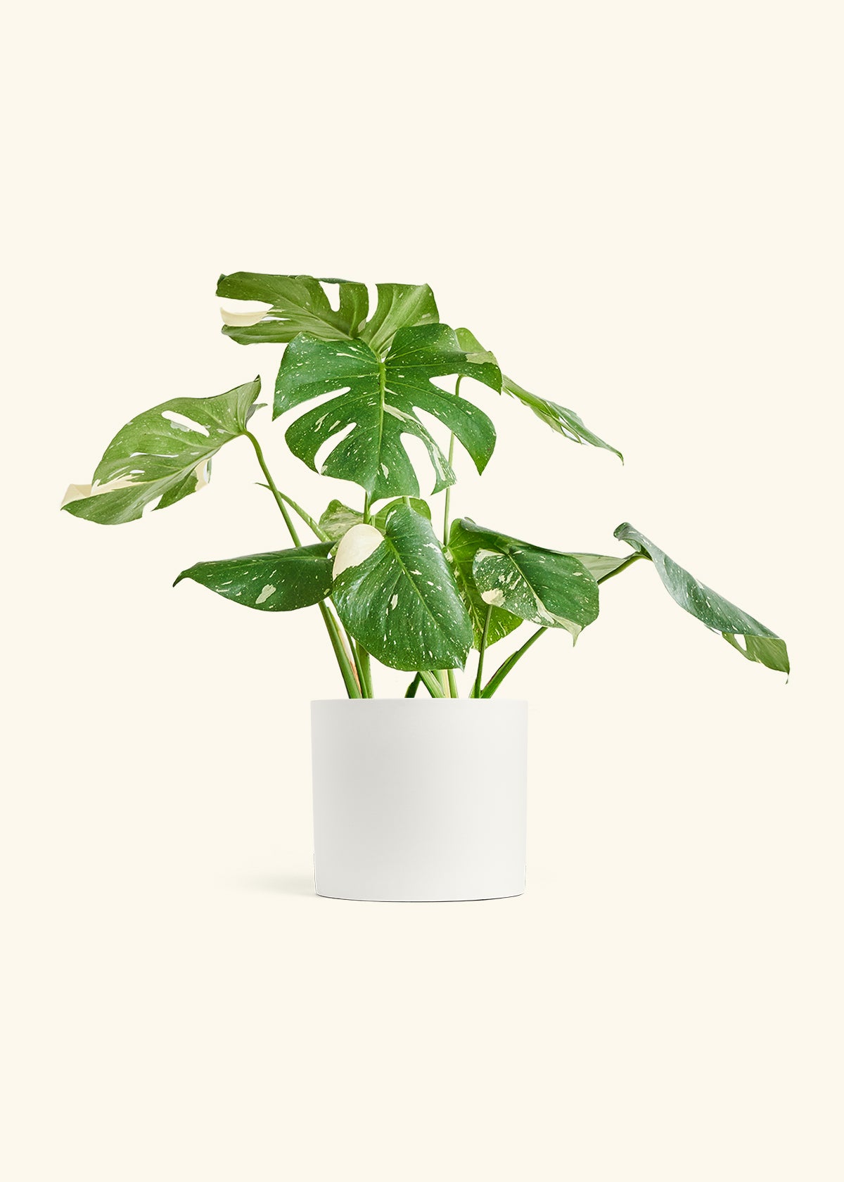 Thai Constellation Monstera store Express-10-1003