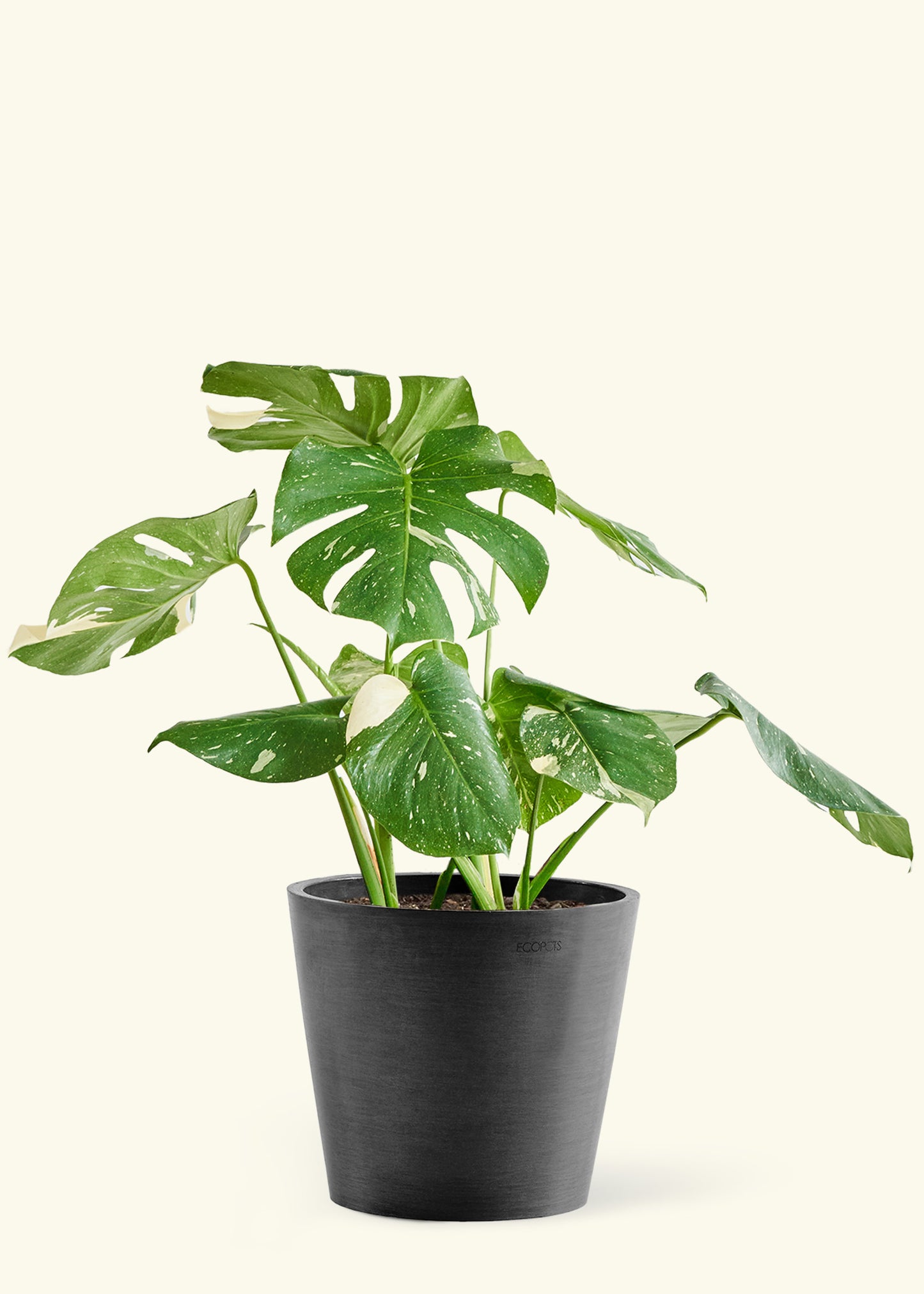 Large Monstera ‘Thai Constellation’ Plant in a black pot.