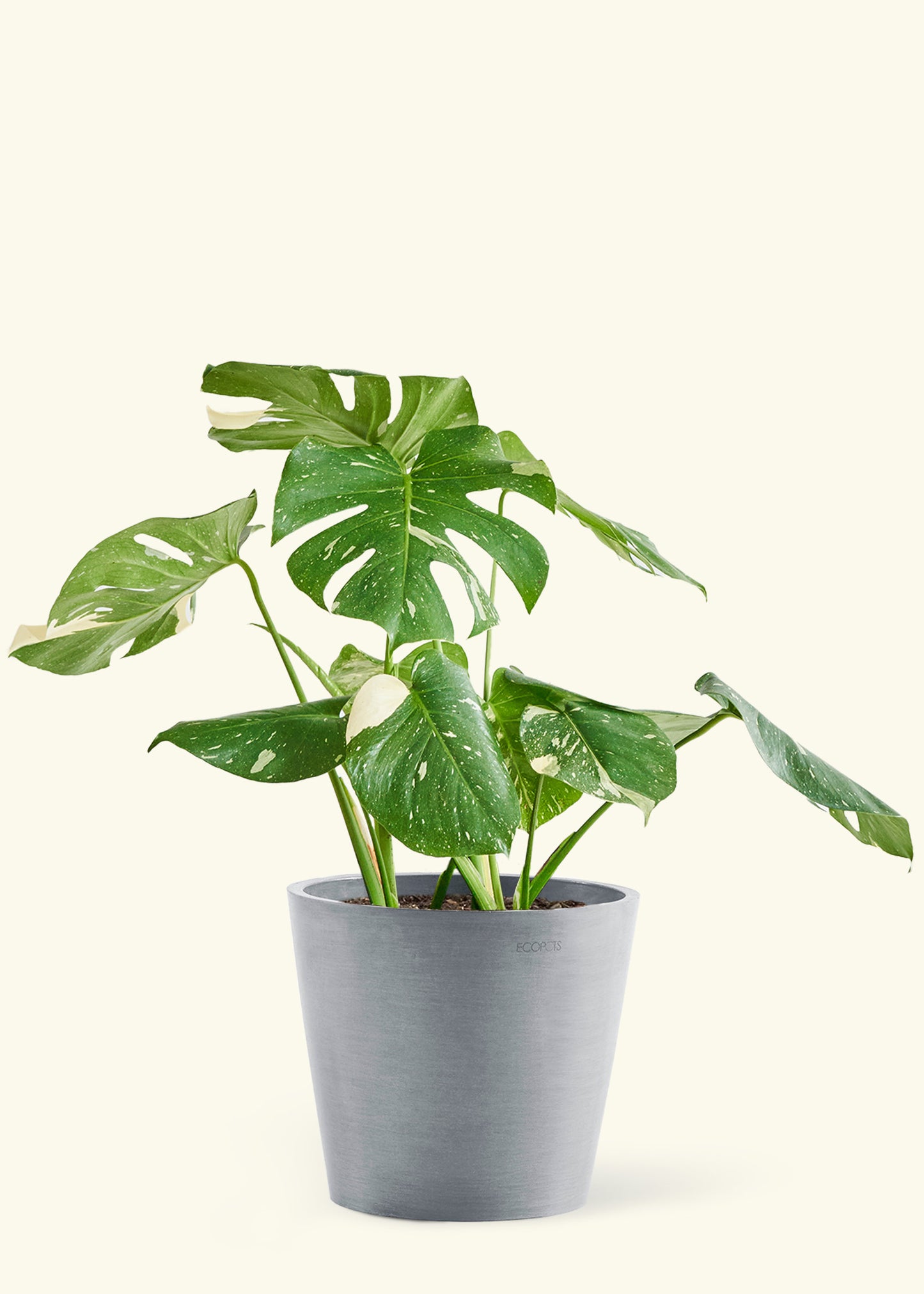 Large Monstera ‘Thai Constellation’ Plant in a gray stone pot.