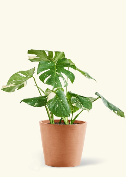 Large Monstera ‘Thai Constellation’ Plant in a terracotta pot.