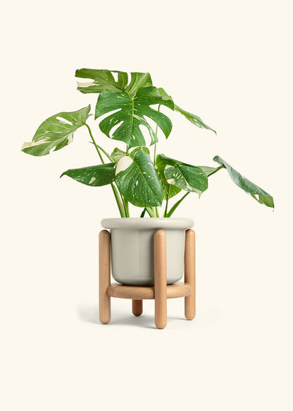 Fat Lip Planter Stand Combo, Oat