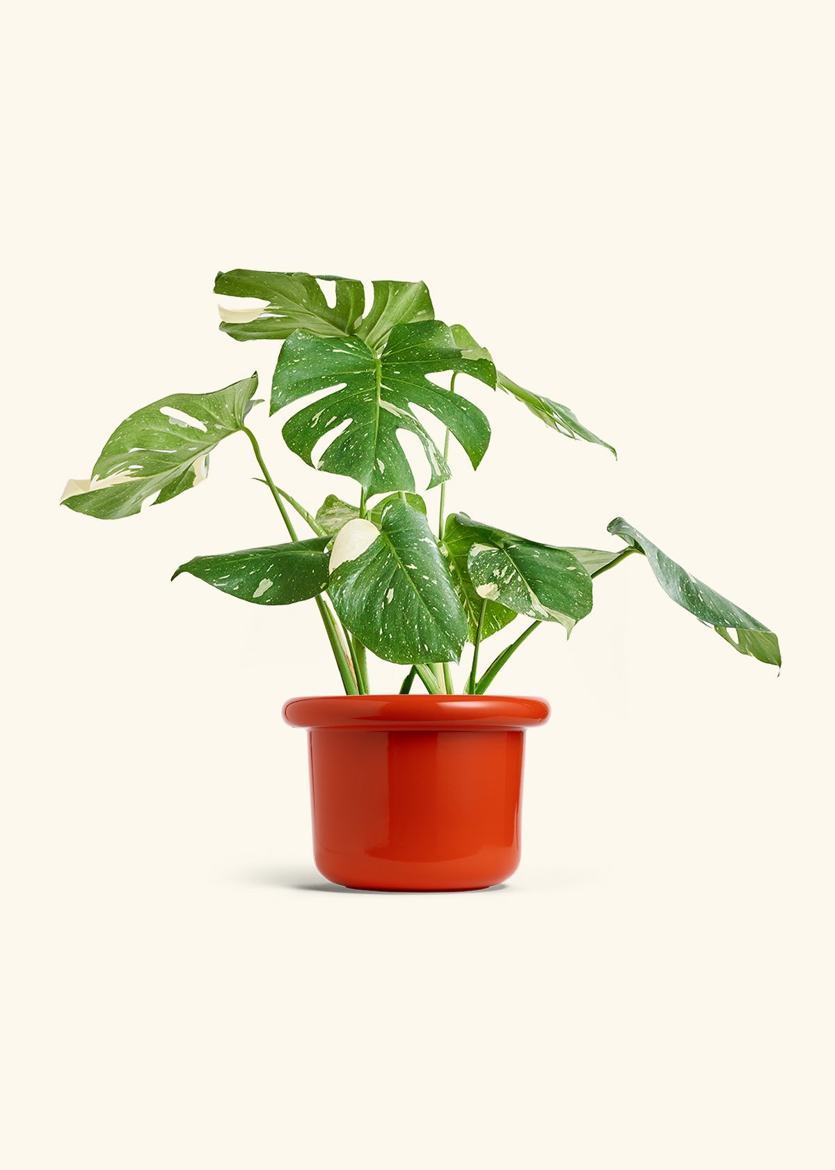 Thai Constellation Monstera buy ThaiCon-10-1008