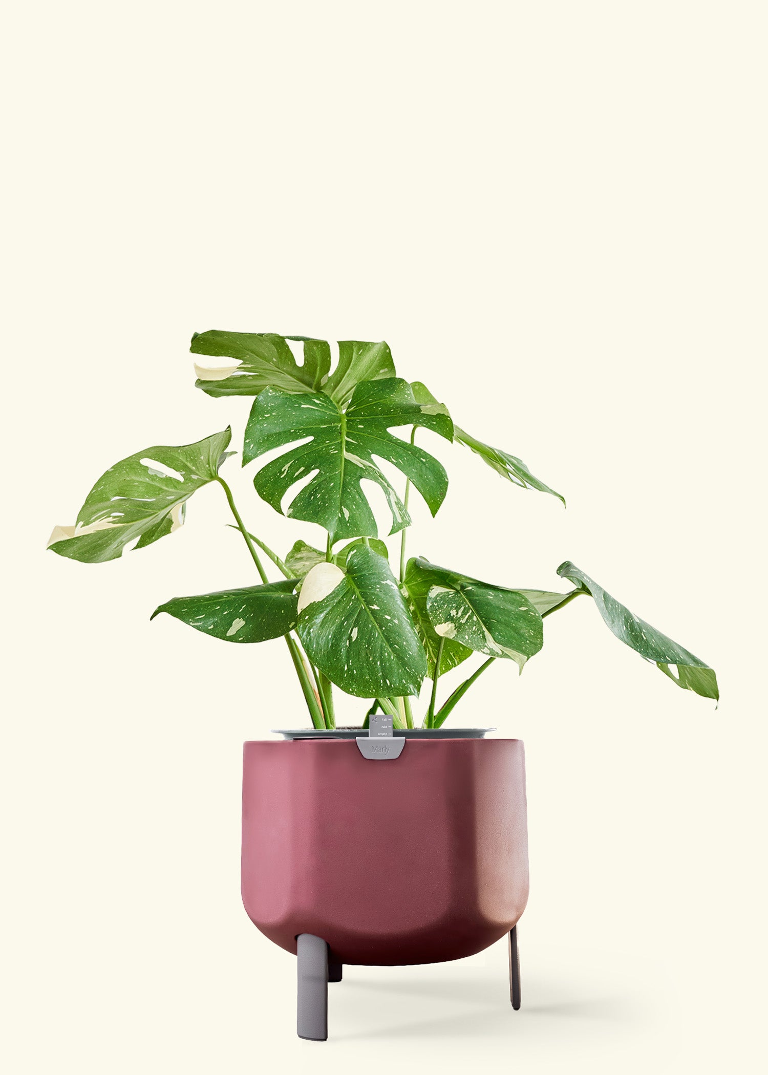 Monstera ‘Thai Constellation’ in a 10 inches terracotta self watering pot