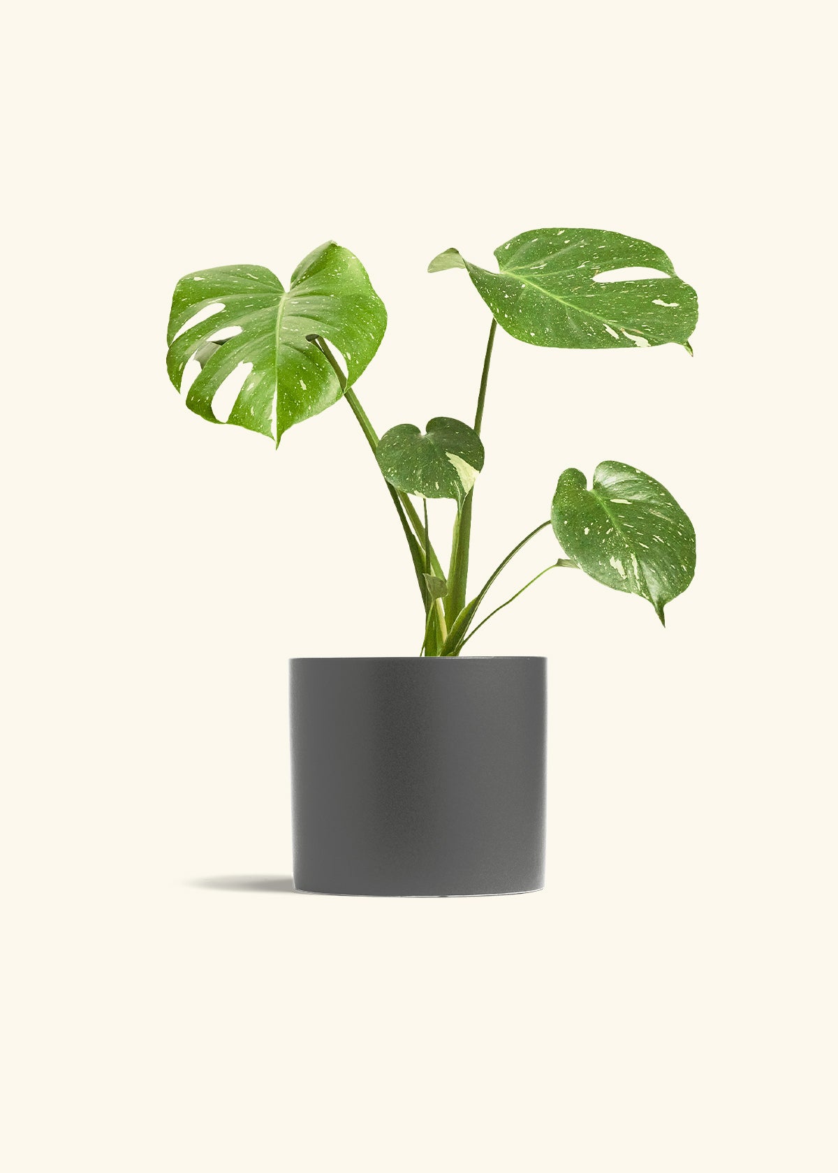 Monstera Thai Constellation in a 6  inches Charcoal Classic Cylinder Planter 