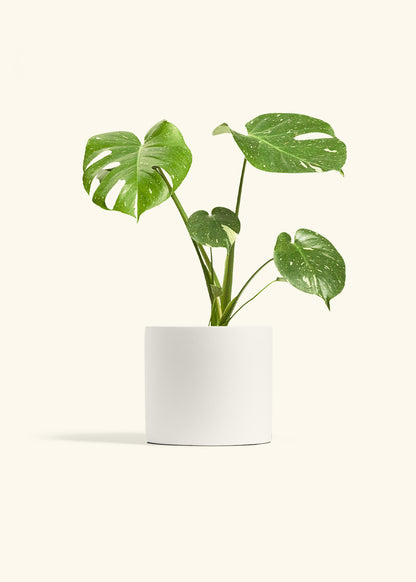 Monstera Thai Constellation in a 6  inches White Classic Cylinder Planter 