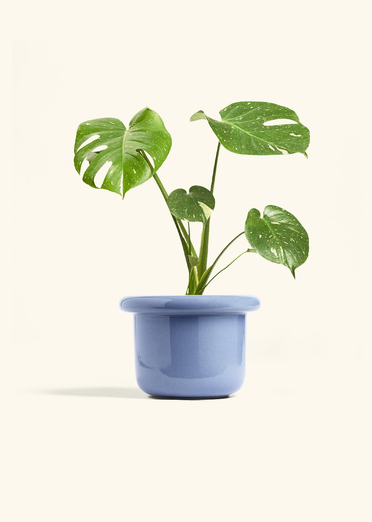 Monstera Thai Constellation in a 6  inches Fat Lip Blue Planter 