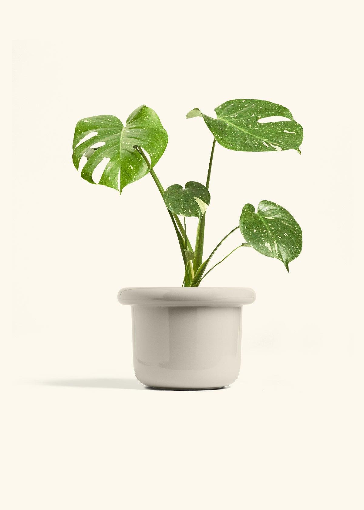 Monstera Thai Constellation in a 6  inches Fat Lip Oat Planter 