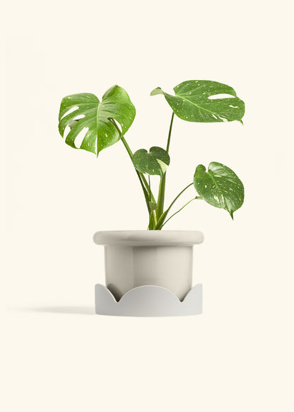 Monstera Thai Constellation in a 6  inches Fat Lip Oat Planter in a Oat Petal Drip Tray
