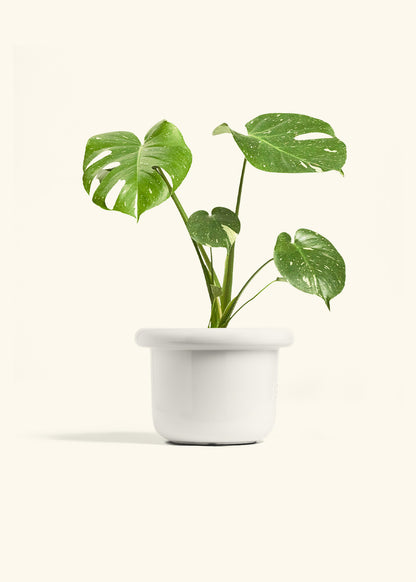 Monstera Thai Constellation in a 6  inches Fat Lip White Planter 