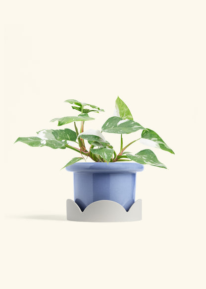 Philodendron White Princess in a 6  inches Fat Lip Blue Planter in a Oat Petal Drip Tray