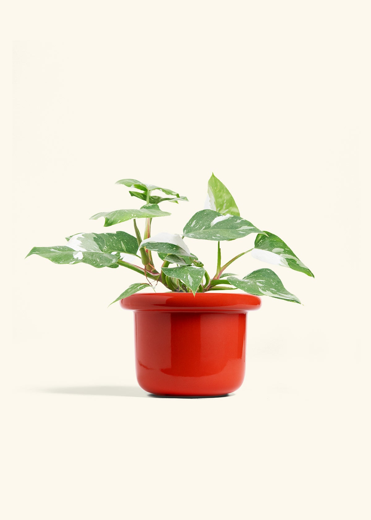 Philodendron White Princess in a 6  inches Fat Lip Red Planter 