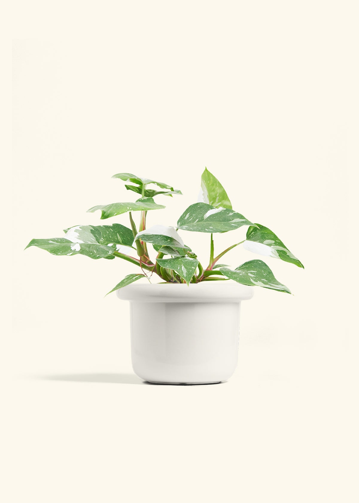 Philodendron White Princess in a 6  inches Fat Lip White Planter 