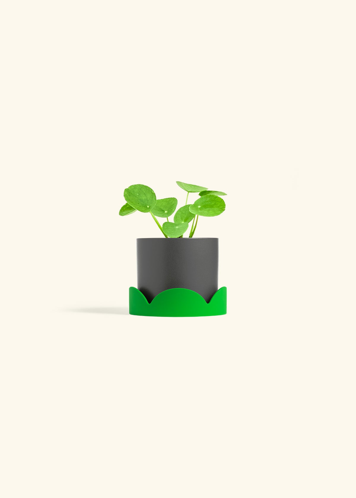  Chinese Money Plant in a 4 inches Charcoal Classic Cylinder Planter in a Shamrock Petal Drip Tray