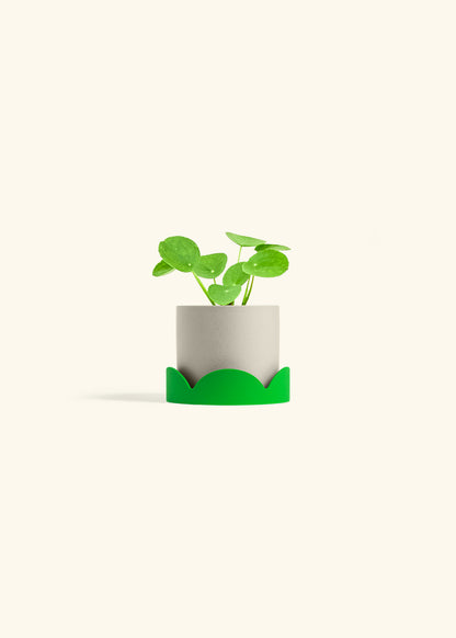  Chinese Money Plant in a 4 inches Oat Classic Cylinder Planter in a Shamrock Petal Drip Tray