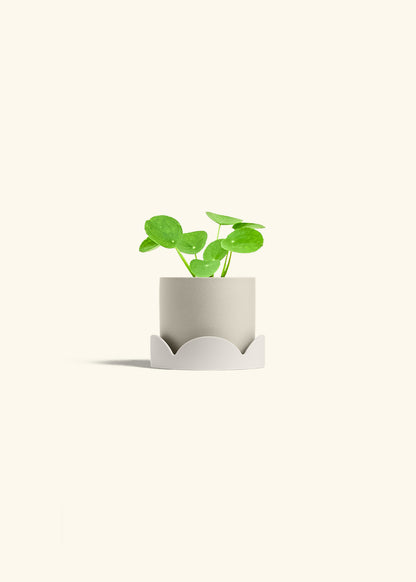  Chinese Money Plant in a 4 inches Oat Classic Cylinder Planter in a Oat Petal Drip Tray