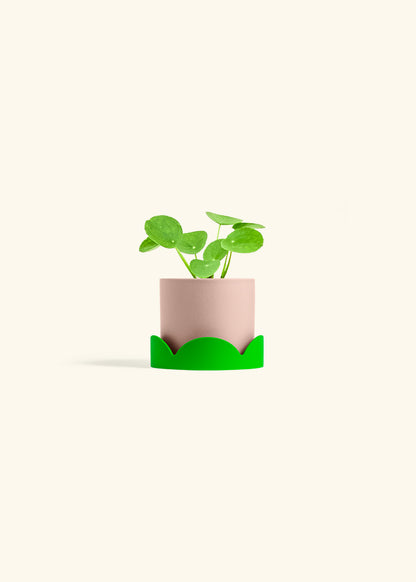  Chinese Money Plant in a 4 inches Pink Classic Cylinder Planter in a Shamrock Petal Drip Tray