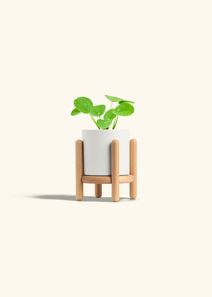  Chinese Money Plant in a 4 inches White Classic Cylinder Planter in a Beech Wood Stand