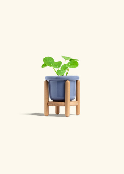  Chinese Money Plant in a 4 inches Fat Lip Blue Planter in a Beech Wood Stand