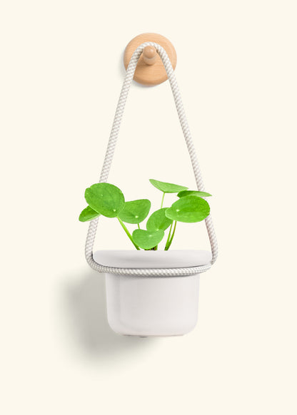 Chinese Money Plant, Small