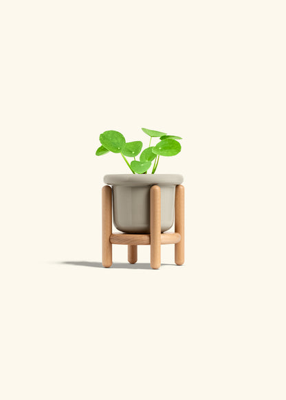  Chinese Money Plant in a 4 inches Fat Lip Oat Planter in a Beech Wood Stand