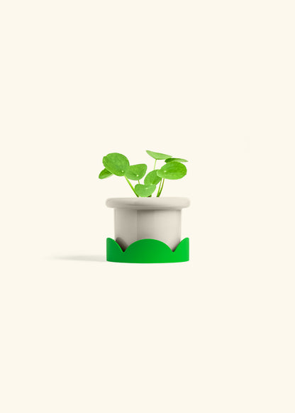  Chinese Money Plant in a 4 inches Fat Lip Oat Planter in a Shamrock Petal Drip Tray