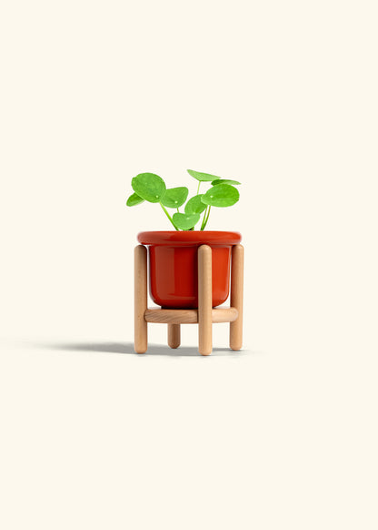  Chinese Money Plant in a 4 inches Fat Lip Red Planter in a Beech Wood Stand