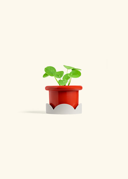  Chinese Money Plant in a 4 inches Fat Lip Red Planter in a Oat Petal Drip Tray