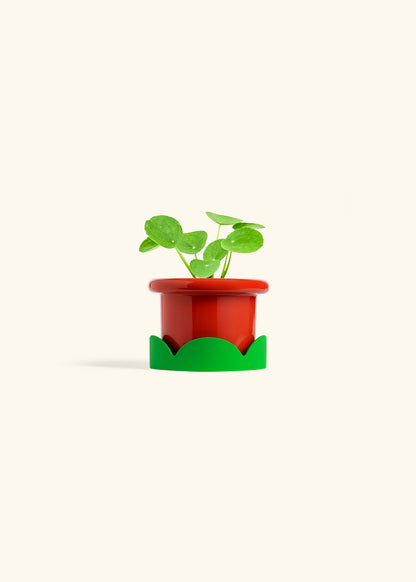  Chinese Money Plant in a 4 inches Fat Lip Red Planter in a Shamrock Petal Drip Tray