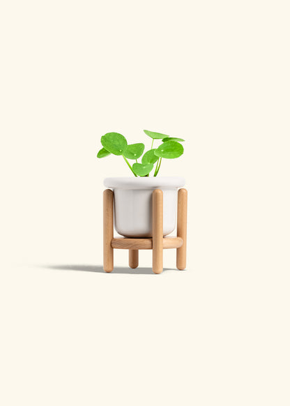  Chinese Money Plant in a 4 inches Fat Lip White Planter in a Beech Wood Stand