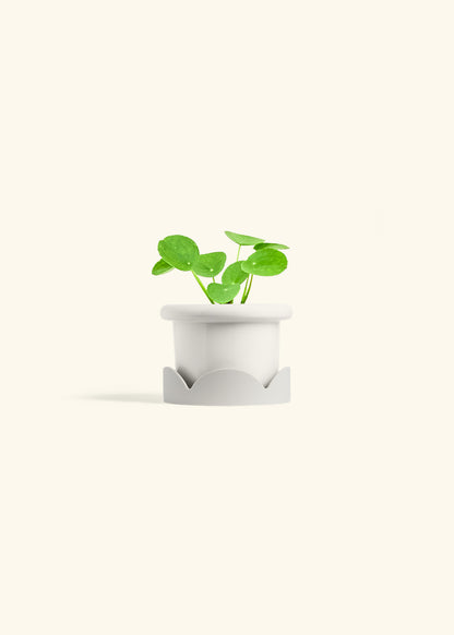  Chinese Money Plant in a 4 inches Fat Lip White Planter in a Oat Petal Drip Tray