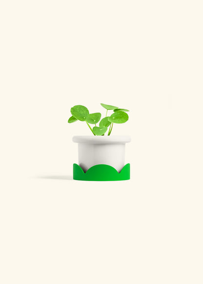  Chinese Money Plant in a 4 inches Fat Lip White Planter in a Shamrock Petal Drip Tray