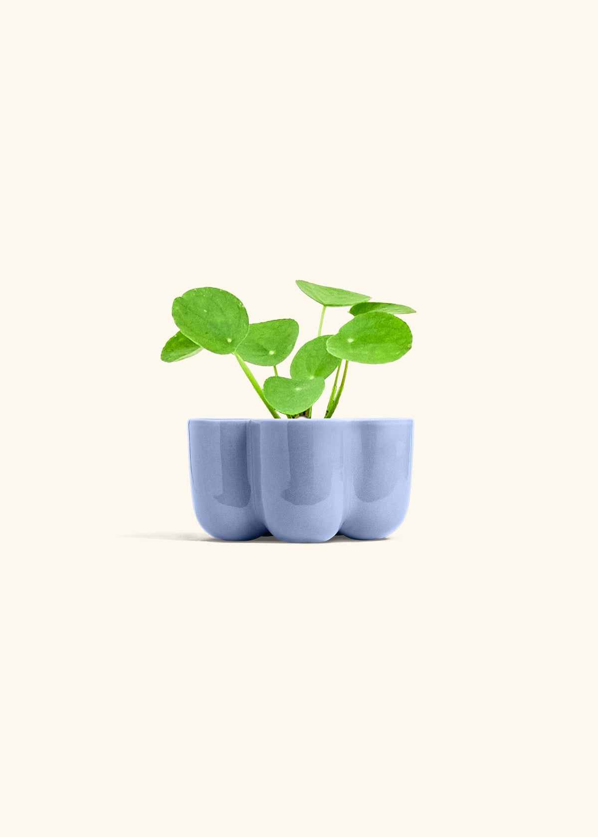 Chinese Money Plant, Small