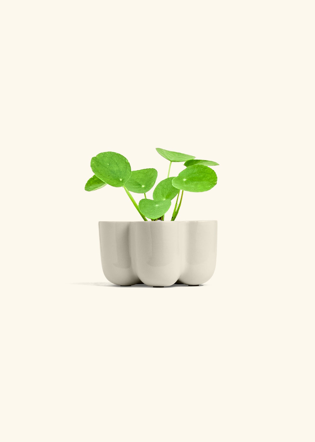 Chinese Money Plant, Small