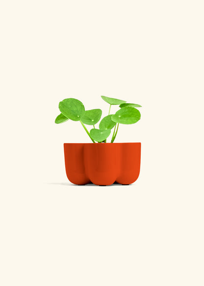 Chinese Money Plant, Small