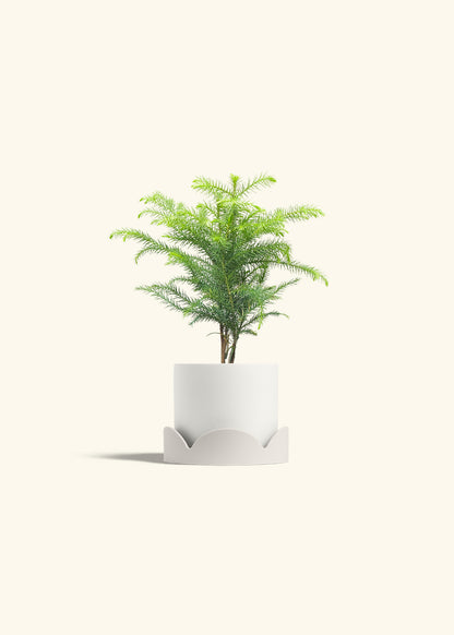 Norfolk Pine in a 4 inches White Classic Cylinder Planter in a Oat Petal Drip Tray