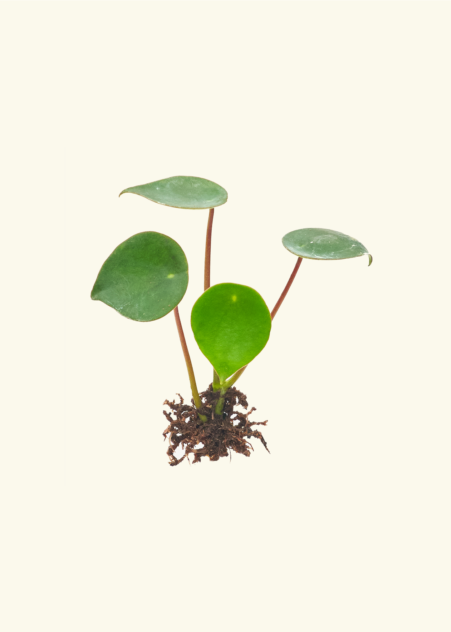 Peperomia 'Raindrop' piug.