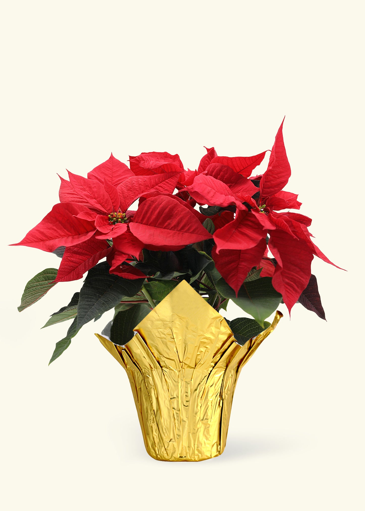 Medium Red Poinsettia in a gold pot cover.