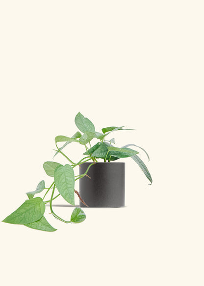 Cebu Blue Pothos in a 4 inches Charcoal Classic Cylinder Planter 