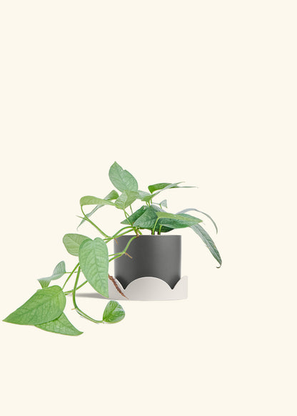 Cebu Blue Pothos in a 4 inches Charcoal Classic Cylinder Planter in a Oat Petal Drip Tray